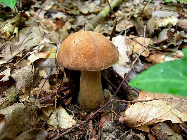 2005 :  Un anno di funghi